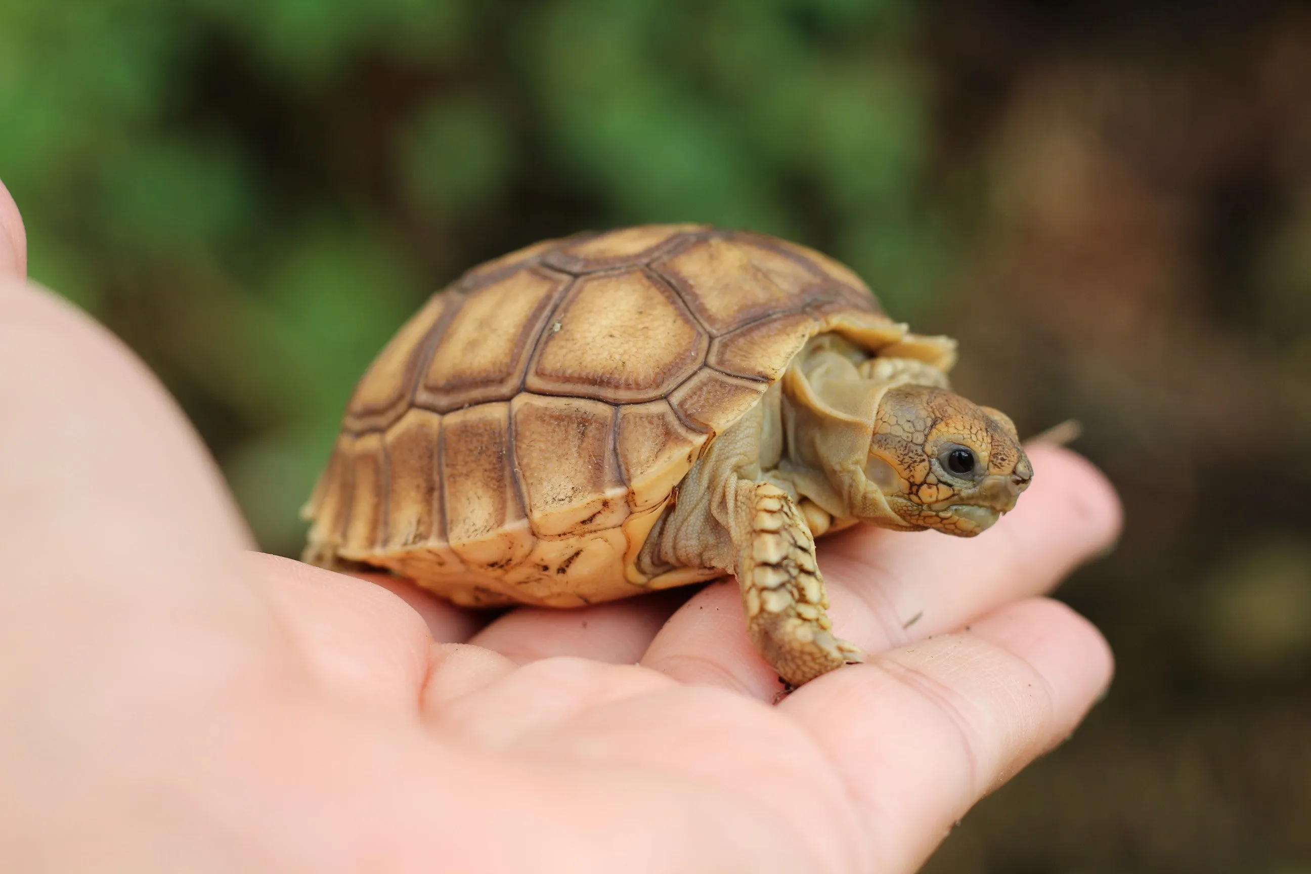 African Sulcata Tortoise