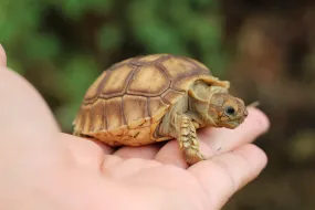 African Sulcata Tortoise